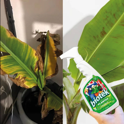 Biotek - Biofertilizante y Alimento Biotecnologico para Plantas